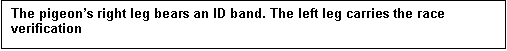 Text Box: The pigeons right leg bears an ID band. The left leg carries the race verification 

