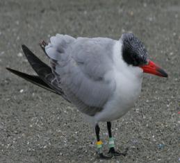 Caspian Tern with color bands